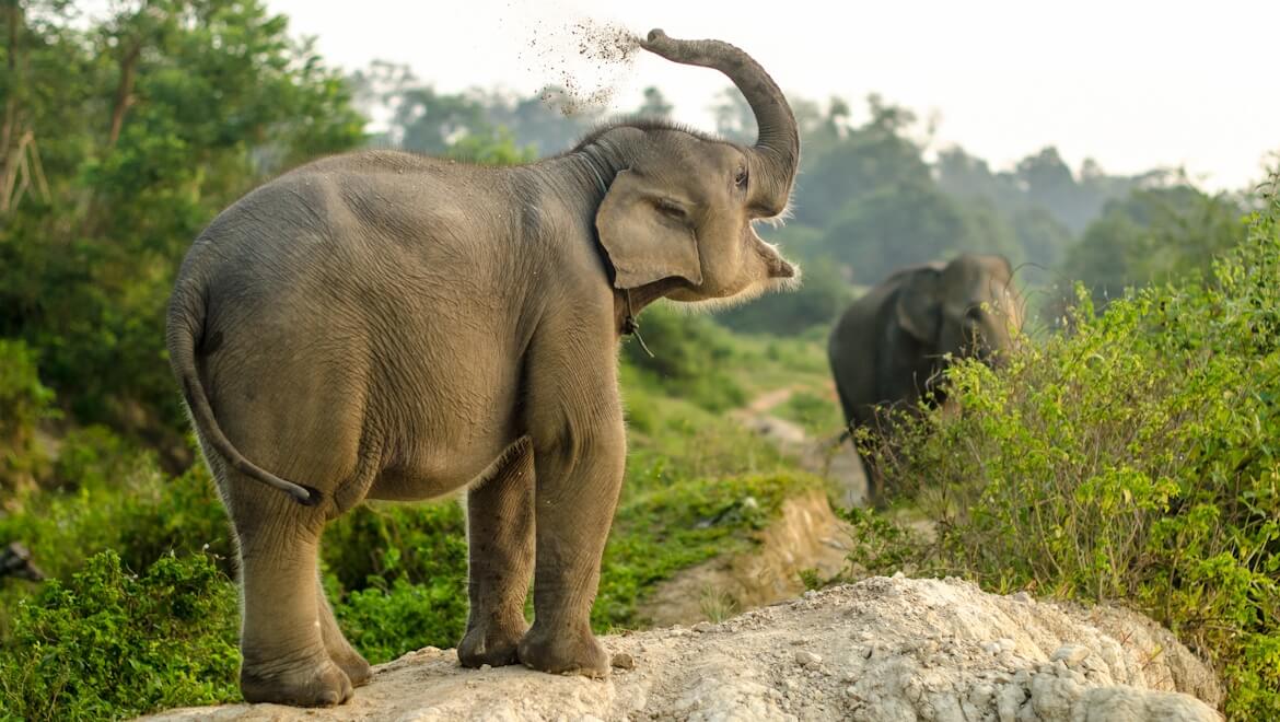 Gajah Sumatra Ride
