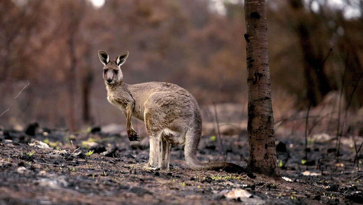 Save Kangaroo Run